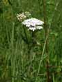 Achilea millefolium