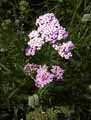 Achilea millefolium Rosea Island