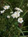 Asteraceae-Achilea-ptarnica-Achillee-ptarmique-Achillee-sternutatoire.jpg