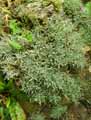 Asteraceae-Achillea-ageratifolia-Achillee-feuilles-d-ageratum.jpg