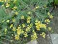 Asteraceae-Achillea-depressa-Achillee.jpg
