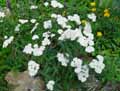 Achillea millefolium subsp. alpestris