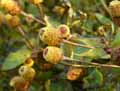 Acmella oleracea, Spilanthes oleracea