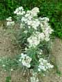 Asteraceae-Anaphalis-margaritacea-Immortelle-blanche.jpg