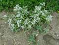 Asteraceae-Anaphalis-triplinervis-Immortelle-de-l-Himalaya.jpg