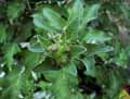 Asteraceae-Arctium-lappa-Bardane-commune-Grande-Bardane.jpg