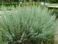 Artemisia absynthium