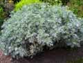 Asteraceae-Artemisia-absynthium-Absinthe-Grande-Absinthe-Armoise-Absinthe.jpg