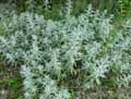 Artemisia ludoviciana, Artemisia palmeri