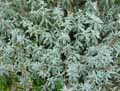 Artemisia ludoviciana ValÃ©rie Finnis