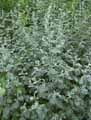 Artemisia vulgaris