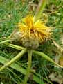 Centaurea acaulis ssp. balansae
