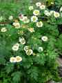 Chrysanthemum parthenium, Tanacetum parthenium, Leucanthemum parthenium, Pyrethrum parthenium