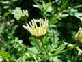 Dendranthema indicum, Chrysanthemum indicum