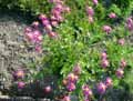 Tanacetum coccinueum, Chrysanthemum coccineum, Pyrethrum roseum