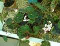Begonia Norah Bedson