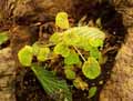 Begonia alchemilloides
