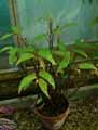 Begonia boisiana