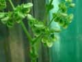 Begonia carrieae