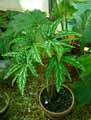 Begonia diadema