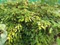 Begonia dietrichana