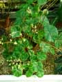Begonia glandulosa