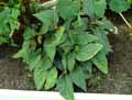 Begonia hatacoa var. variegata