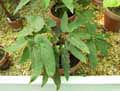Begonia juliana