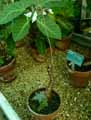Begonia kenworthyae