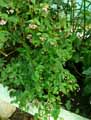 Begonia malabarica