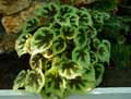 Begonia masoniana Tricolor