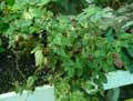 Begonia pycnantha