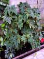 Begonia ricinifolia