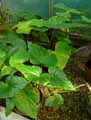 Begonia roxburghii