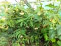 Begonia salicifolia