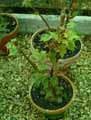 Begonia sonderana