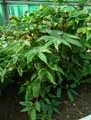 Begonia tricornis