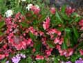 Begonia x semperflorens