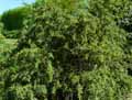 Berberidaceae-Berberis-gagnepainii-var.-lanceifolia-Epine-vinette-Gagnepain.jpg
