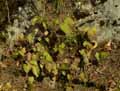 Berberidaceae-Epimedium-perralderianum-Fleur-des-elfes-Chapeau-d-eveque-de-Perrald.jpg