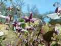 Berberidaceae-Epimedium-x-Delabroye-Fleur-des-Elfes-20131124104440.jpg
