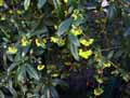 Berberidaceae-Mahonia-aquifolium-Mahonia-a-feuilles-de-houx.jpg
