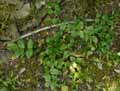 Berberidaceae-Mahonia-repens-Mahonia-rampant.jpg