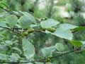 Alnus alnobetula subsp. alnobetula
