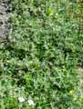 Lithodora oleifolia