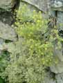 Brassicaceae-Alyssum-borzaeanum-Alysson.jpg