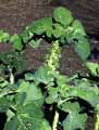 Brassica gemmifera