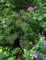 Brassica oleracea Redbor