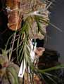 Bromeliaceae-Tillandsia-albertiana-Filles-de-l-air.jpg