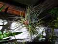 Tillandsia velutina